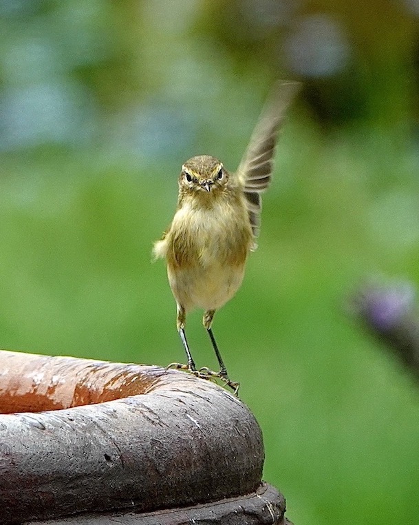 chiffchaff